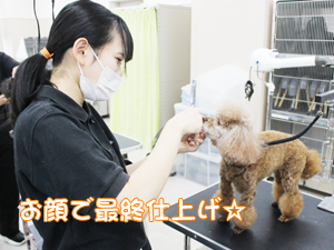 お客様の接客＆トリミング♪